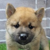 柴犬(標準サイズ)