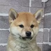 柴犬(標準サイズ)