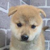 柴犬(標準サイズ)