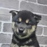 柴犬(標準サイズ)