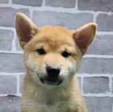 柴犬(標準サイズ)