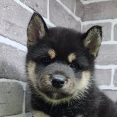 柴犬(標準サイズ)