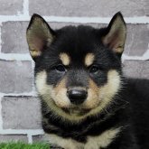 柴犬(標準サイズ)