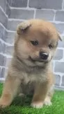 柴犬(標準サイズ)【茨城県・男の子・2025年4月1日・赤 茶色】の写真2