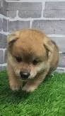 柴犬(標準サイズ)【茨城県・男の子・2025年4月1日・赤 茶色】の写真3