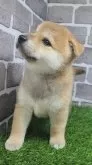 柴犬(標準サイズ)【茨城県・女の子・2025年8月18日・赤 茶色】の写真4