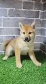 柴犬(標準サイズ)【茨城県・女の子・2024年8月27日・赤 茶色】の写真7