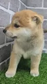 柴犬(標準サイズ)【茨城県・女の子・2025年8月18日・赤 茶色】の写真6