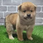 柴犬(標準サイズ)【茨城県・男の子・2025年4月1日・赤 茶色】の写真6