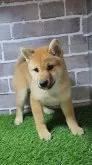 柴犬(標準サイズ)【茨城県・女の子・2024年8月27日・赤 茶色】の写真8