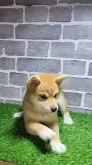 柴犬(標準サイズ)【茨城県・女の子・2024年8月27日・赤 茶色】の写真8