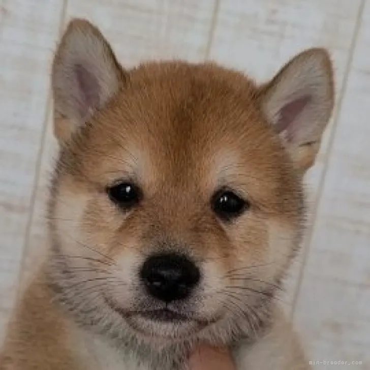 ID：2306-05404の子犬