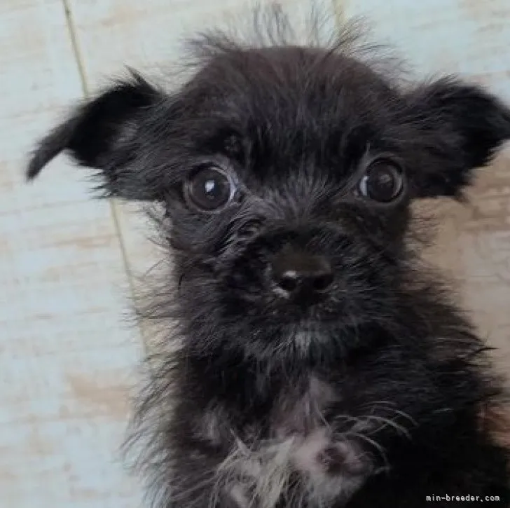 ID：2305-01261の子犬