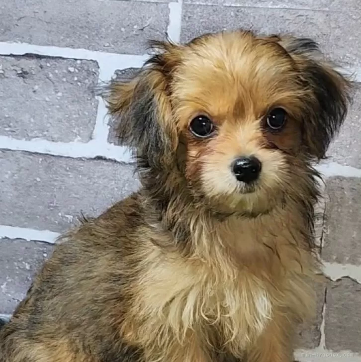 ID:2407-07715の子犬