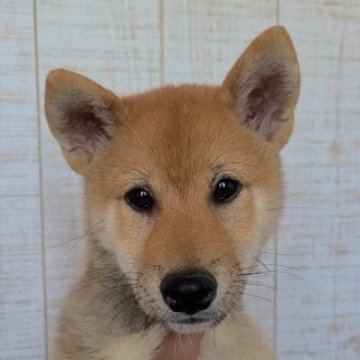 柴犬(標準サイズ)【茨城県・男の子・2023年2月25日・赤】の写真「人懐っこく元気いっぱいな男の子🐶」