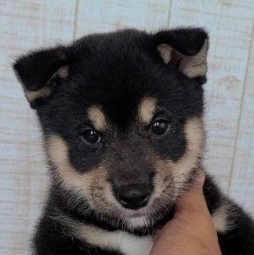 柴犬(標準サイズ)【茨城県・男の子・2023年5月20日・黒 ブラック】の写真「お父さん豆柴認定犬🐶お母さん白柴🐶元気な男の子」