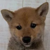 柴犬(標準サイズ)【茨城県・男の子・2023年2月25日・赤】の写真1「5/4撮影」