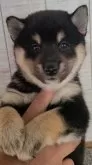 柴犬(標準サイズ)【茨城県・女の子・2023年11月27日・黒 ブラック】の写真5