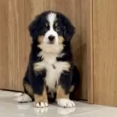 バーニーズ・マウンテン・ドッグ【静岡県・女の子・2025年10月7日・ブラックラスト&ホワイト】の写真10