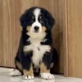 バーニーズ・マウンテン・ドッグ【静岡県・女の子・2025年10月7日・ブラックラスト&ホワイト】の写真11