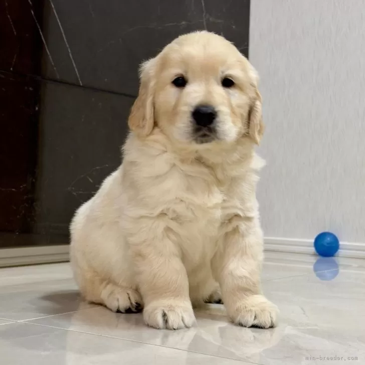 ID：2502-03052の子犬