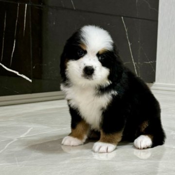 バーニーズ・マウンテン・ドッグ【静岡県・女の子・2025年9月12日・ブラックラスト&ホワイト】の写真「とっても可愛い女の子です。」