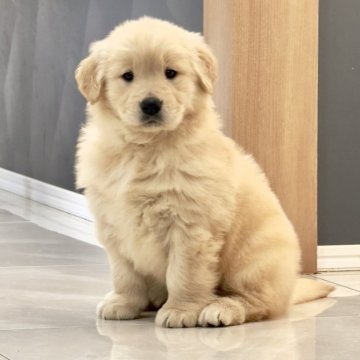 ゴールデンレトリバー【静岡県・女の子・2025年10月1日・ゴールド】の写真「可愛い😍女の子です。」