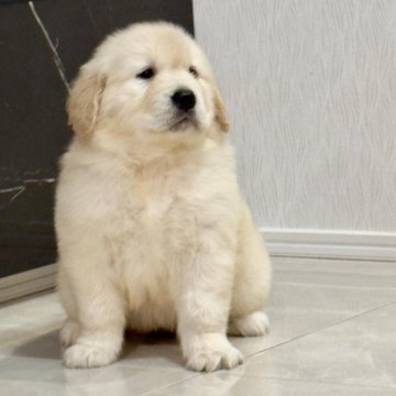 ゴールデンレトリバー【静岡県・女の子・2025年1月18日・クリーム】の写真「白に近い綺麗な毛色。可愛い😍女の子です。」