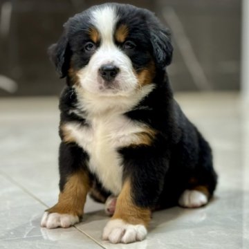 バーニーズ・マウンテン・ドッグ【静岡県・男の子・2025年3月8日・ブラックラスト&ホワイト】の写真「とっても可愛い男の子です。」