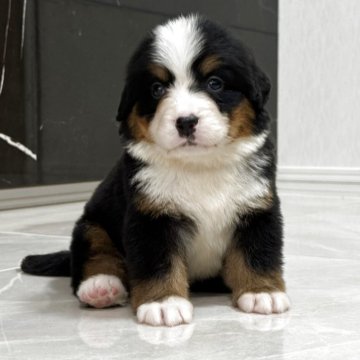 バーニーズ・マウンテン・ドッグ【静岡県・女の子・2025年4月28日・ブラックラスト&ホワイト】の写真「とっても可愛い女の子です。」