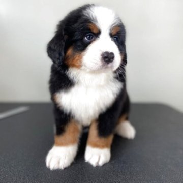 バーニーズ・マウンテン・ドッグ【静岡県・女の子・2025年2月17日・ブラックラスト&ホワイト】の写真「とっても可愛い女の子です。」