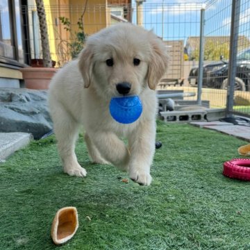 ゴールデンレトリバー【静岡県・女の子・2024年11月18日・ゴールデン】の写真「可愛い😍女の子です。」