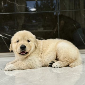 ゴールデンレトリバー【静岡県・男の子・2025年4月29日・ゴールデン】の写真「可愛い😍男の子です。」