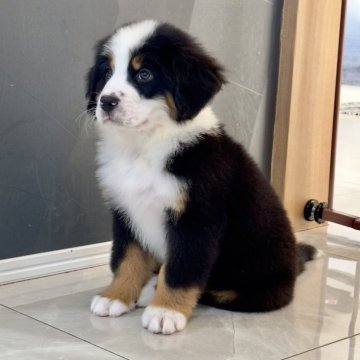 バーニーズ・マウンテン・ドッグ【静岡県・男の子・2025年10月7日・ブラックラスト&ホワイト】の写真「とっても可愛い男の子です。マイクロチップ 6791」