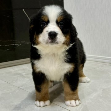 バーニーズ・マウンテン・ドッグ【静岡県・男の子・2025年4月28日・ブラックラスト&ホワイト】の写真「とっても可愛い男の子です。」