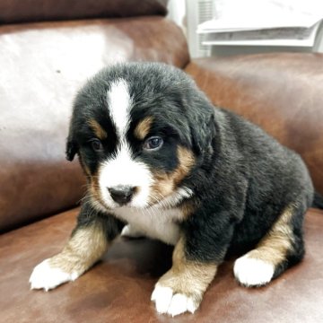 バーニーズ・マウンテン・ドッグ【静岡県・女の子・2025年3月8日・ブラックラスト&ホワイト】の写真「とっても可愛い女の子です。」