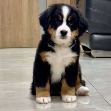 バーニーズ・マウンテン・ドッグ【静岡県・男の子・2025年9月12日・ブラックラスト&ホワイト】の写真「とっても可愛い男の子です。」