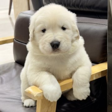 ゴールデンレトリバー【静岡県・男の子・2025年10月24日・クリーム/ホワイト】の写真「可愛い😍男の子です。」