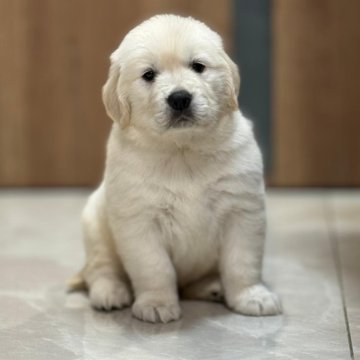 ゴールデンレトリバー【静岡県・女の子・2025年1月18日・クリーム】の写真「白に近い綺麗な毛色。可愛い😍女の子です。」