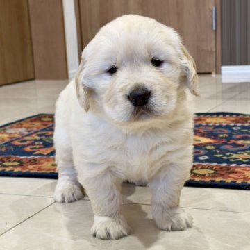 ゴールデンレトリバー【静岡県・男の子・2025年10月24日・クリーム】の写真「可愛い😍男の子です。」