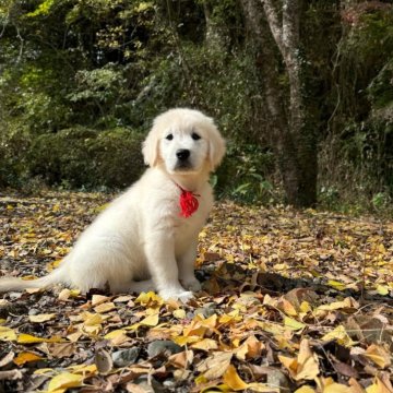 ゴールデンレトリバー【静岡県・男の子・2024年9月18日・クリーム】の写真「白に近い綺麗な毛色。」