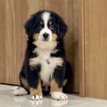 バーニーズ・マウンテン・ドッグ【静岡県・女の子・2025年10月7日・ブラックラスト&ホワイト】の写真「とっても可愛い女の子です. マイクロチップ 258」