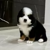 バーニーズ・マウンテン・ドッグ