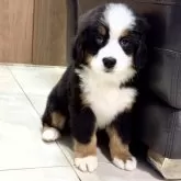 バーニーズ・マウンテン・ドッグ