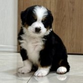 バーニーズ・マウンテン・ドッグ