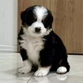 バーニーズ・マウンテン・ドッグ