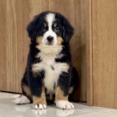 バーニーズ・マウンテン・ドッグ