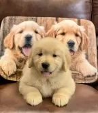 ゴールデンレトリバー【静岡県・女の子・2026年1月12日・ゴールド】の写真2