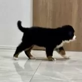 バーニーズ・マウンテン・ドッグ【静岡県・女の子・2025年10月7日・ブラックラスト&ホワイト】の写真5