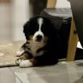 バーニーズ・マウンテン・ドッグ【静岡県・女の子・2025年10月7日・ブラックラスト&ホワイト】の写真6